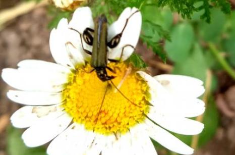 Oedémère à patte jaune, (coleoptère )