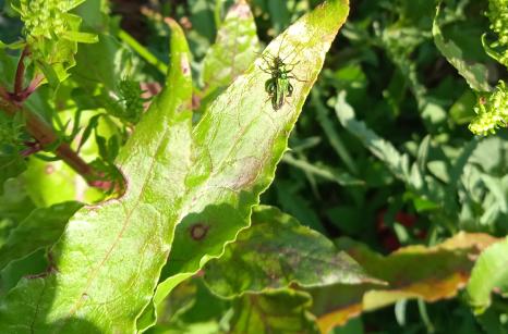 Insect verte