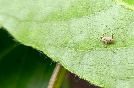 Petit insecte sur feuille de clematite blanche