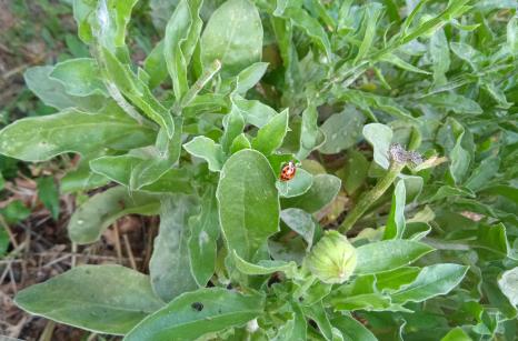 Ladybug