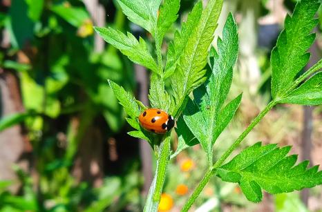 Coccinel