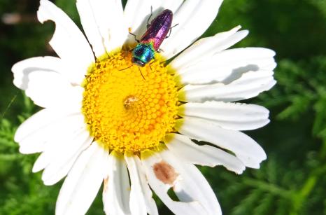 Insect metalique ?