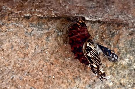 metamorphose cont