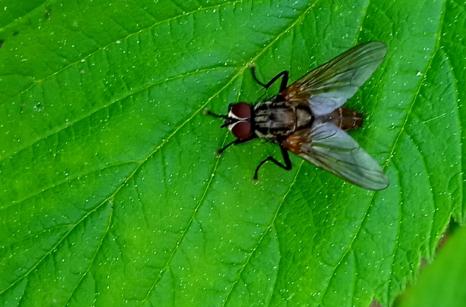 Mouche