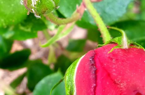 Pucerons sur rose