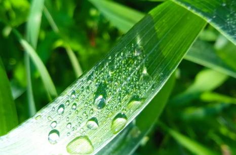 Feuille avec eau